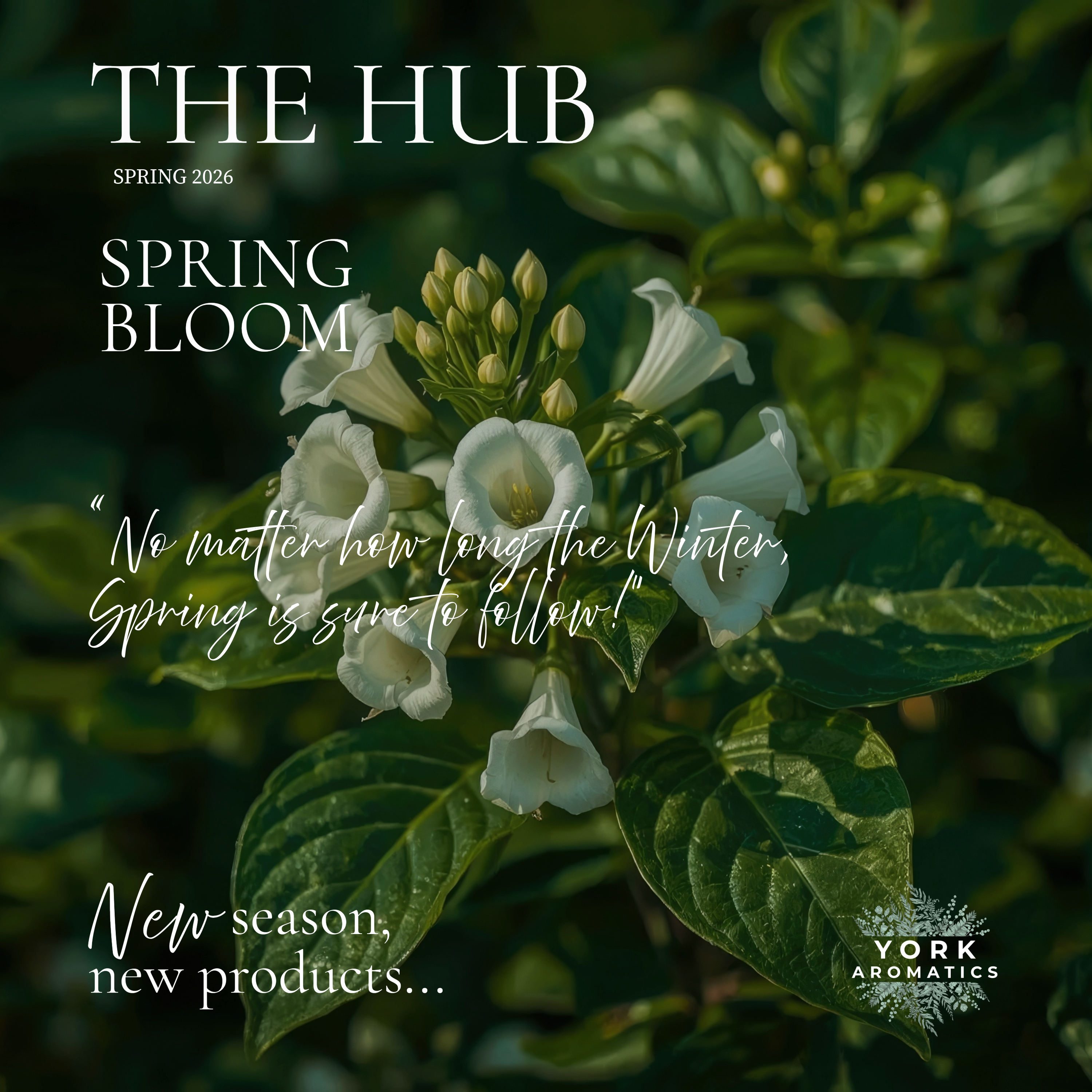 Spring bloom with white flowers and green leaves, featuring text and York Aromatics logo, Spring Magazine featuring new products, York Aromatics Ethos.